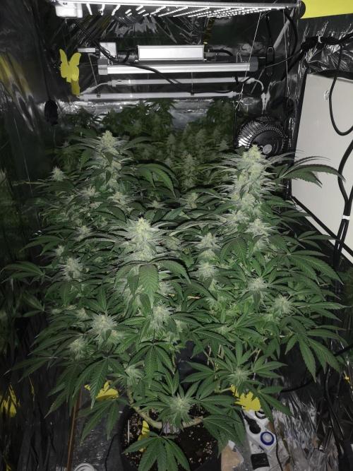 Great White Shark. Week 15