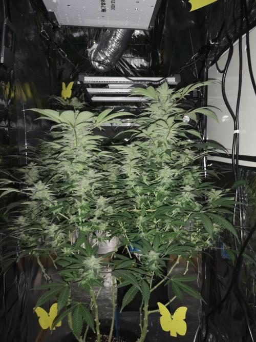 Great White Shark. Week 15