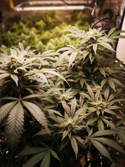 Great White Shark. Week 15