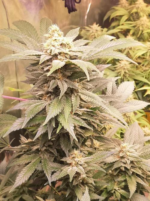 Great White Shark. Week 16