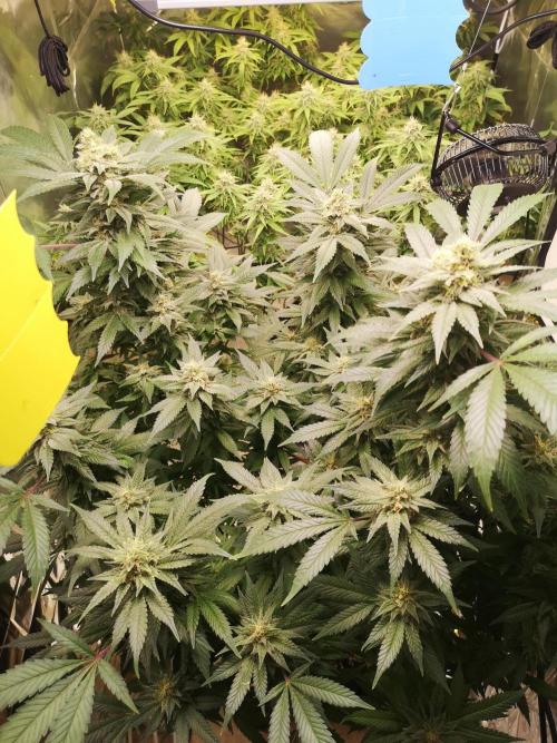 Great White Shark. Week 16