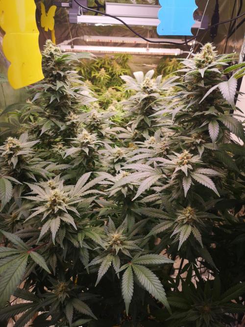 Great White Shark. Week 16