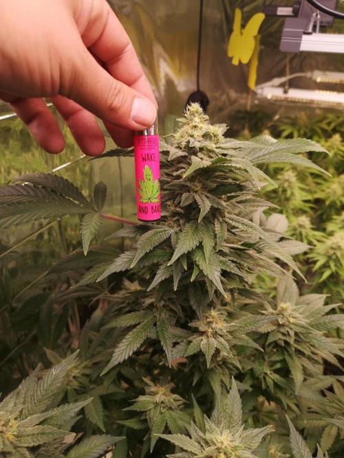 Great White Shark. Week 16