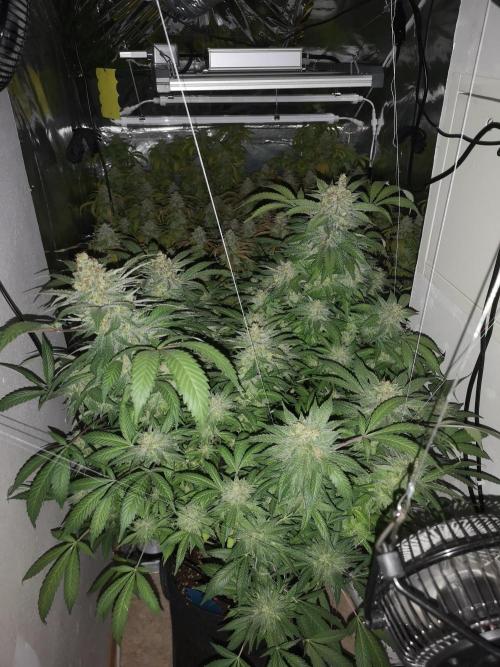 Great White Shark. Week 17