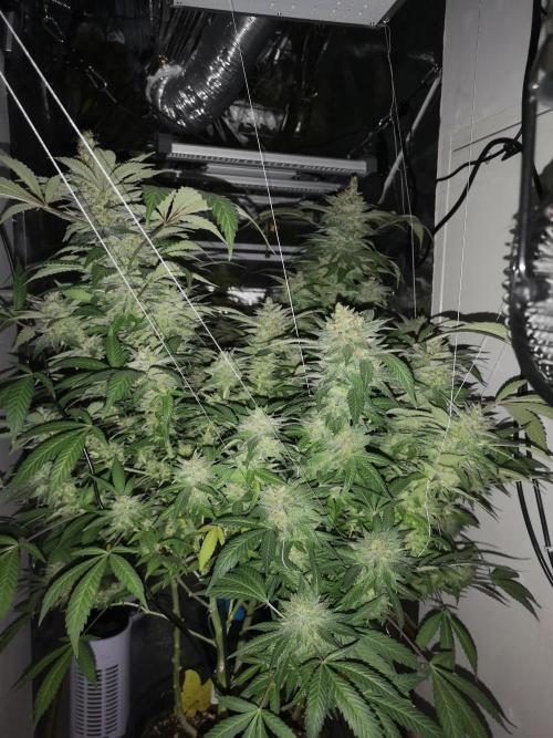 Great White Shark. Week 17