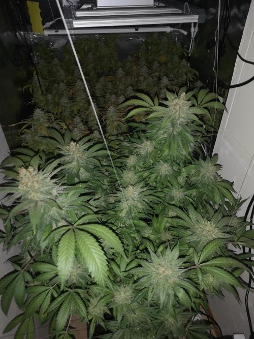 Great White Shark. Week 17