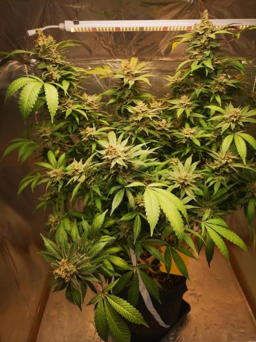 Great White Shark. Week 18