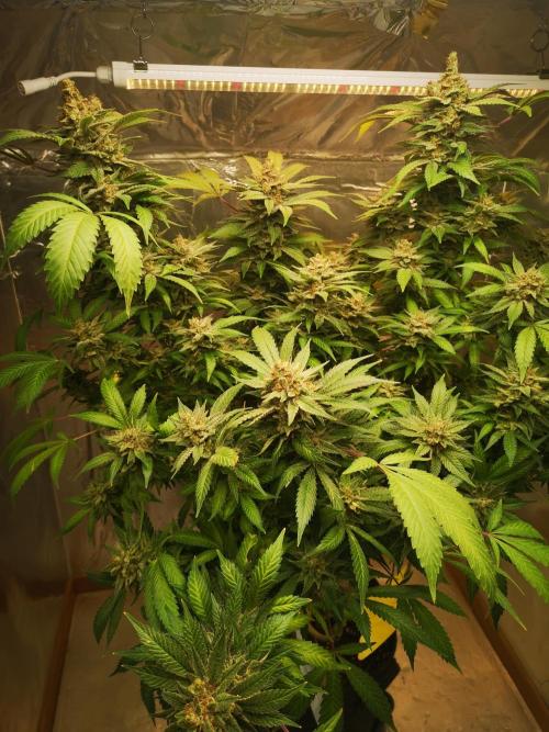 Great White Shark. Week 18