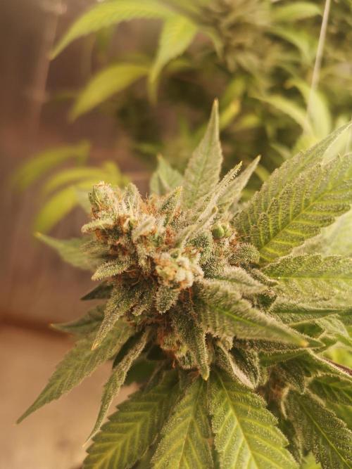 Great White Shark. Week 18