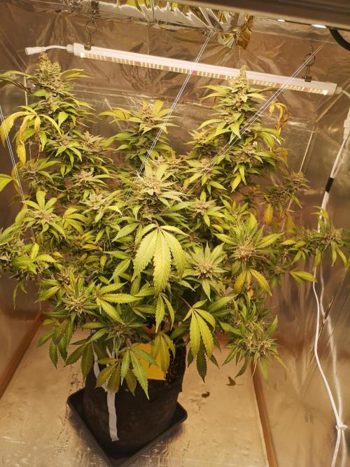 Great White Shark. Week 19