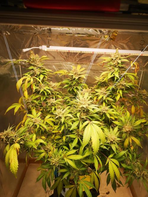 Great White Shark. Week 19