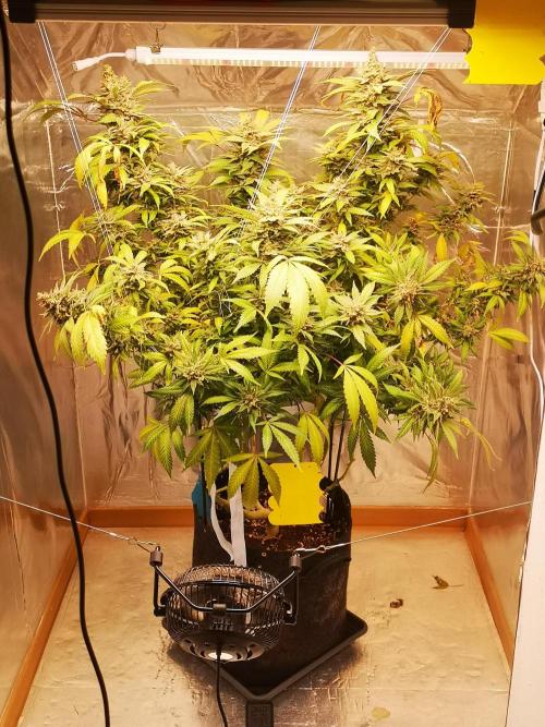 Great White Shark. Week 19