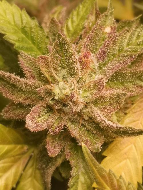 Great White Shark. Week 19