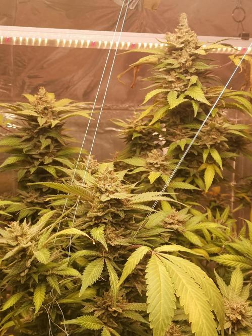 Great White Shark. Week 19