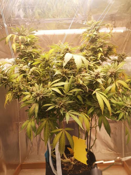 Great White Shark. Week 19