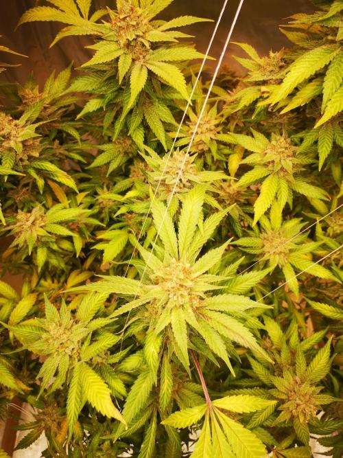 Great White Shark. Week 19