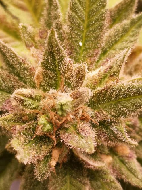 Great White Shark. Week 20