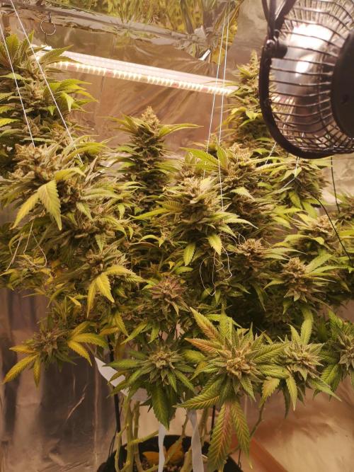 Great White Shark. Week 20