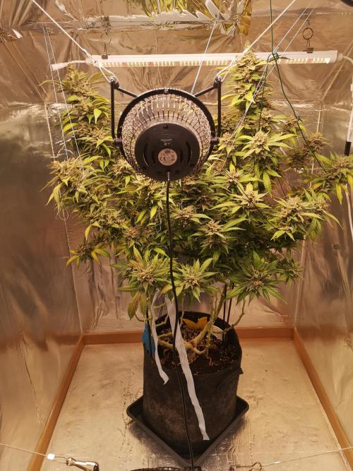 Great White Shark. Week 20