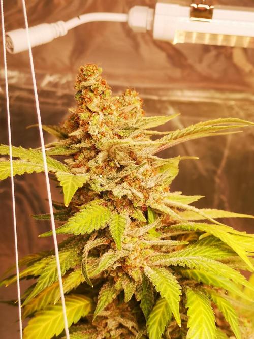 Great White Shark. Week 20