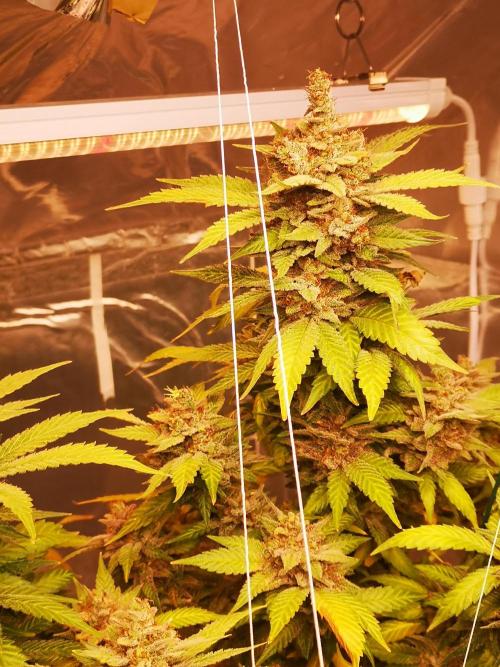 Great White Shark. Week 20