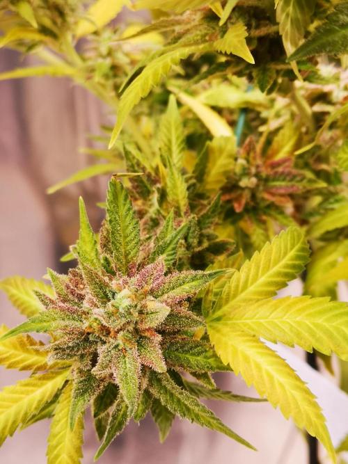 Great White Shark. Week 20