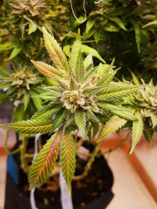 Great White Shark. Week 20