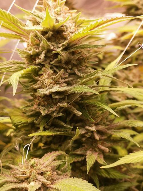 Great White Shark. Week 21