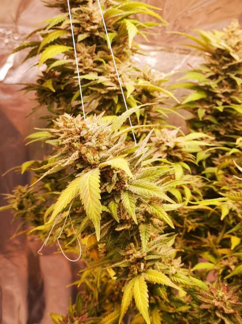 Great White Shark. Week 21