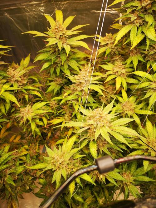 Great White Shark. Week 21