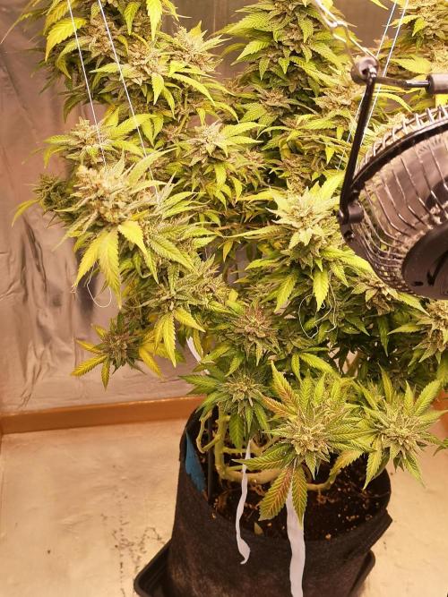 Great White Shark. Week 22