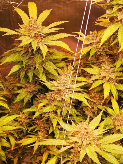 Great White Shark. Week 22