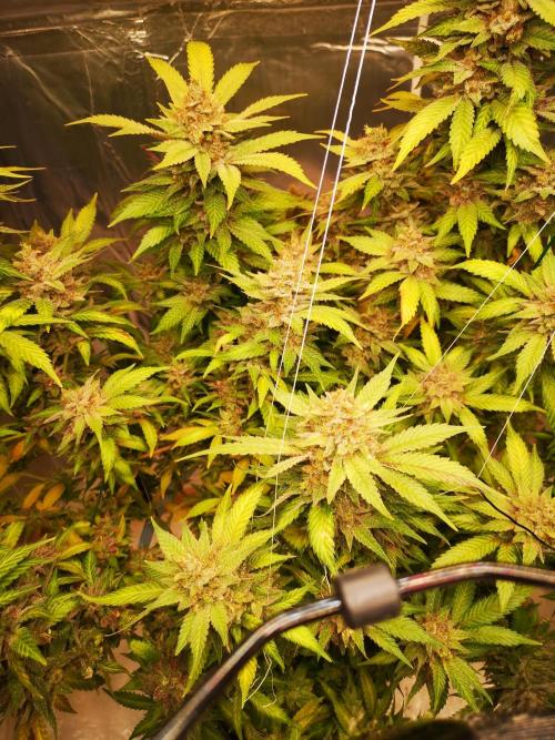 Great White Shark. Week 22