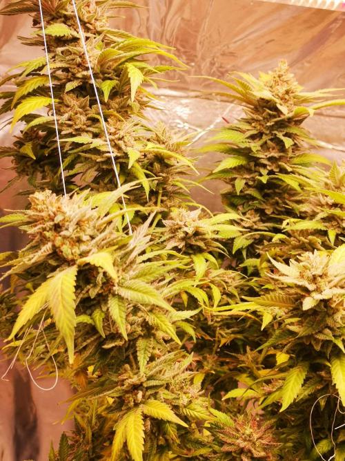 Great White Shark. Week 22