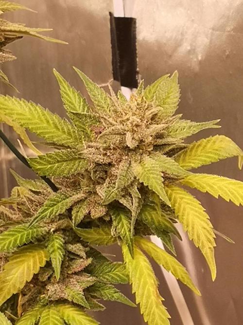 Great White Shark. Week 22