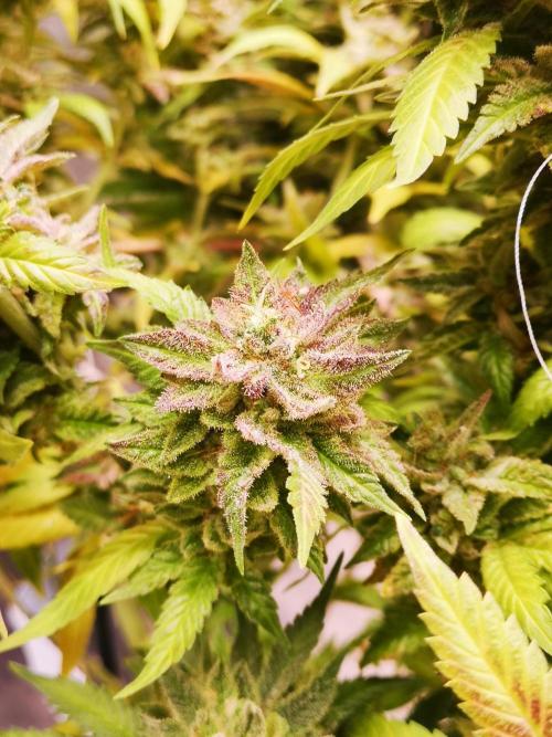 Great White Shark. Week 22