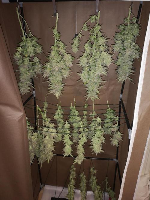 Great White Shark. Week 23