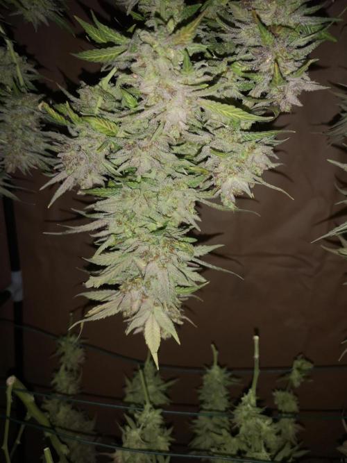 Great White Shark. Week 23