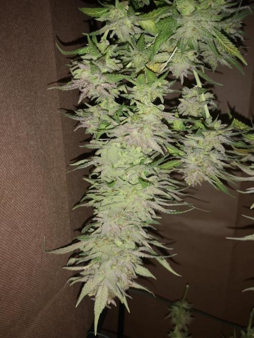 Great White Shark. Week 23