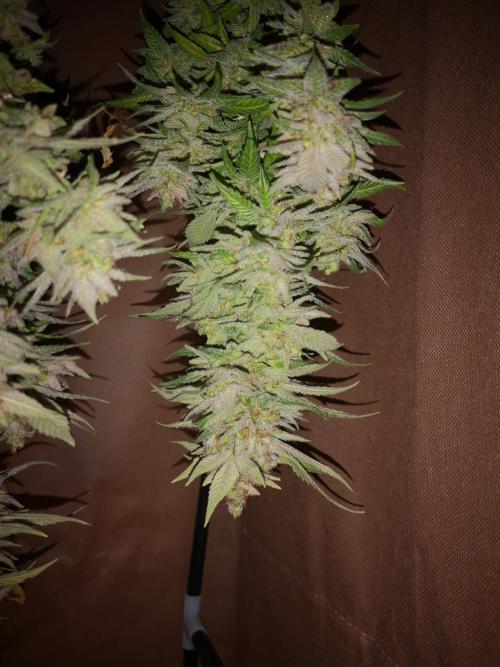 Great White Shark. Week 23