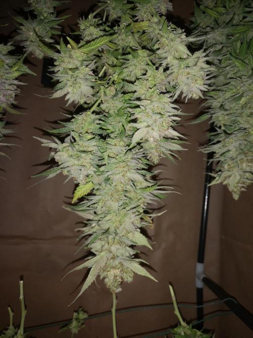 Great White Shark. Week 23