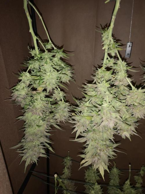 Great White Shark. Week 23