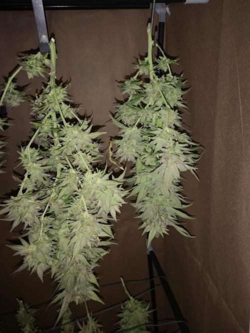 Great White Shark. Week 23