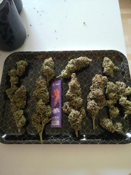 Great White Shark. Week 23