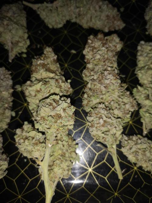 Great White Shark. Week 23