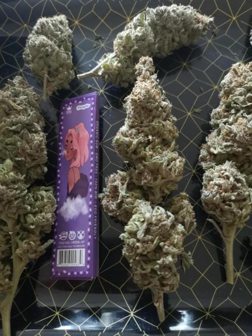 Great White Shark. Week 23