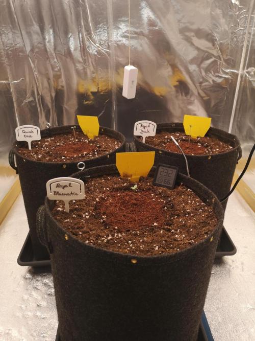 Automatik Run. Week 0