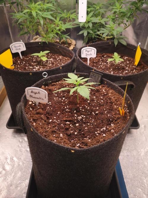 Automatik Run. Week 1