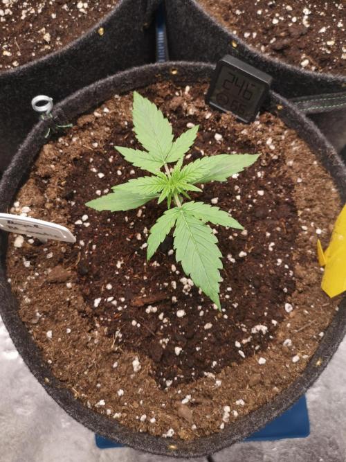 Automatik Run. Week 1