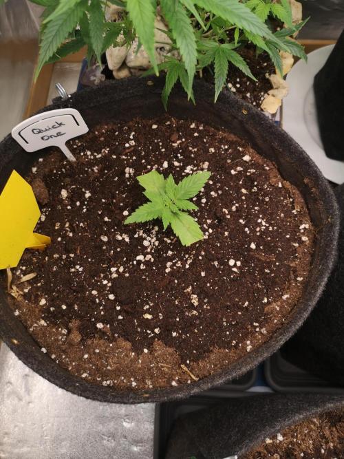 Automatik Run. Week 1